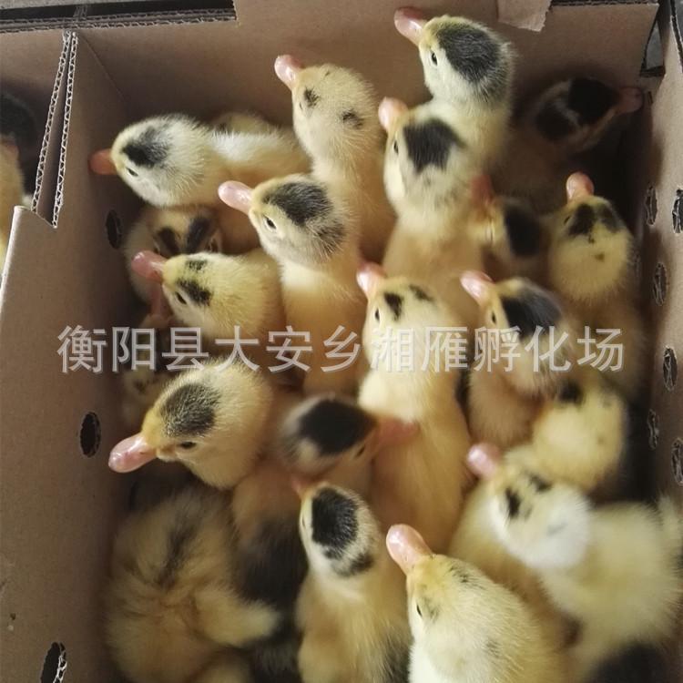 For Sale Duckling Meat Duck M18 Duckling a Little Head a Little Black and White Feather Meat Duck Seedling Duckling Mallard Duck Wholesale