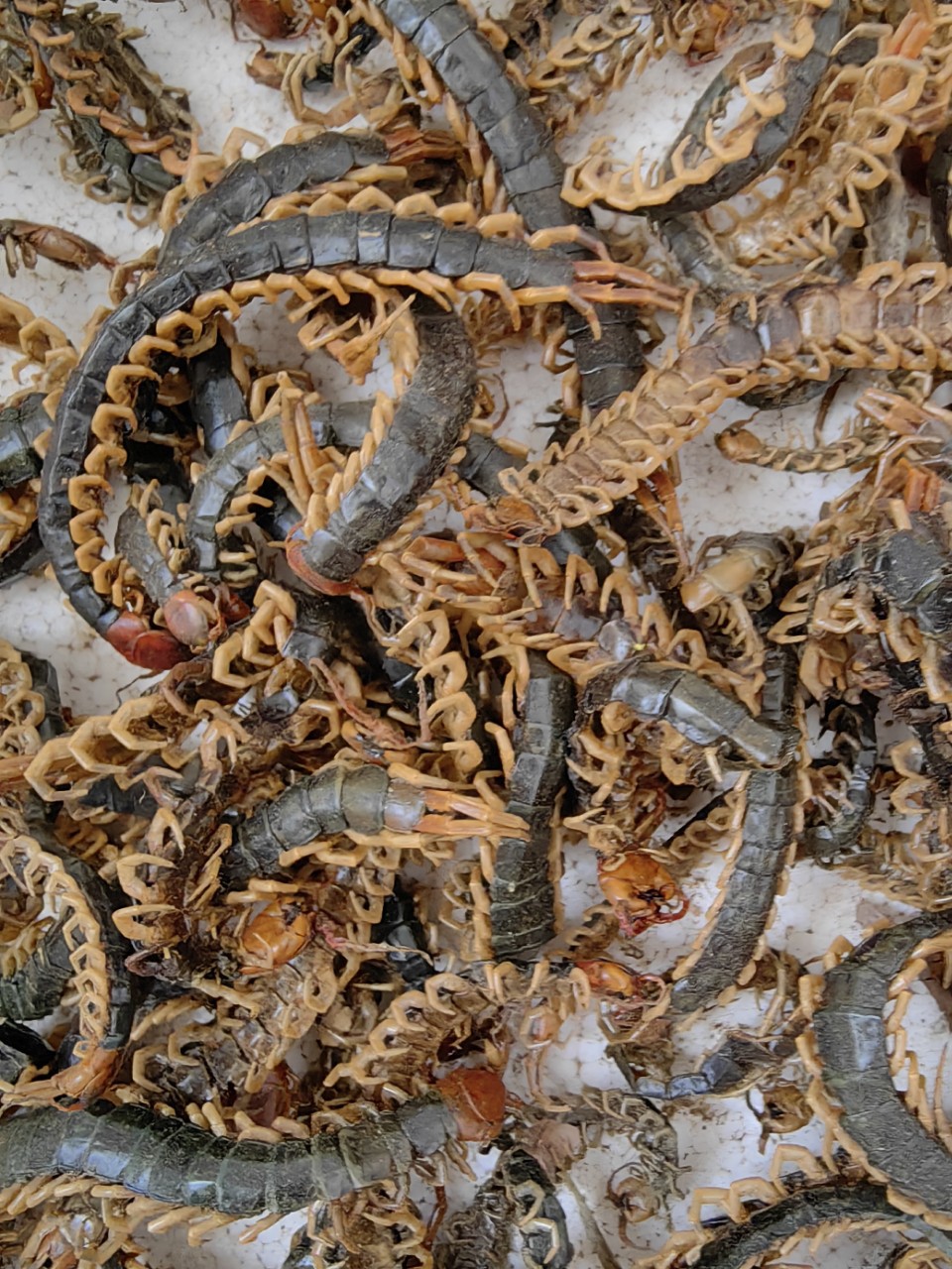 Centipede Medicinal Materials, Dried Centipedes, Red-Headed Centipede Meat, Centipedes Without Bamboo Skewers 8- 22cm Free Shipping Scorpions