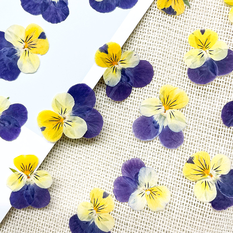 Beauty Photo Face Pressed Flower Painting Handmade Candle Table Lamp Dried Flower DIY Material Natural Color Pansy Dried Flower Embossed
