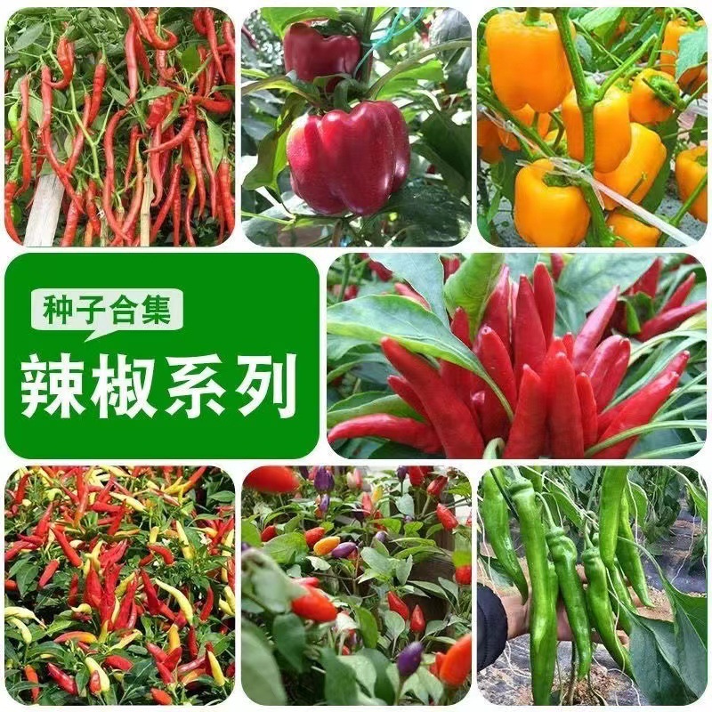 Pepper Seeds, Four-Season Pepper, Screw Pepper, Thin-Skinned Green Pepper, Line Pepper Seeds, High-Yielding Garden Potted Vegetable Seeds