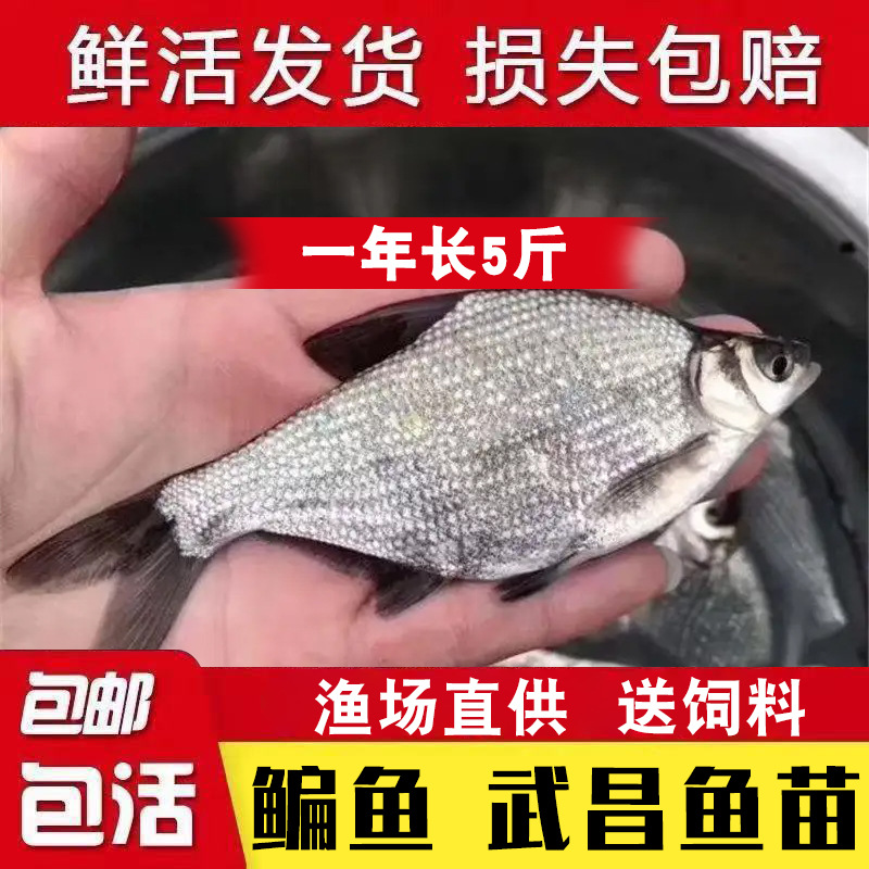 Мальки рыбы Учан, пресноводная съедобная плоская рыба, легкие в разведении мальки карпа