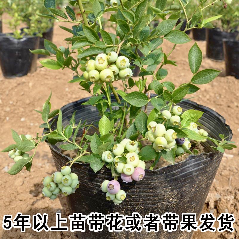 Blueberry Tree Seedlings Extra Large North and South Planting Balcony Potted Plants Northern Fruit Tree Seedlings Fruit Tree Seedlings Blueberry Potted Plants