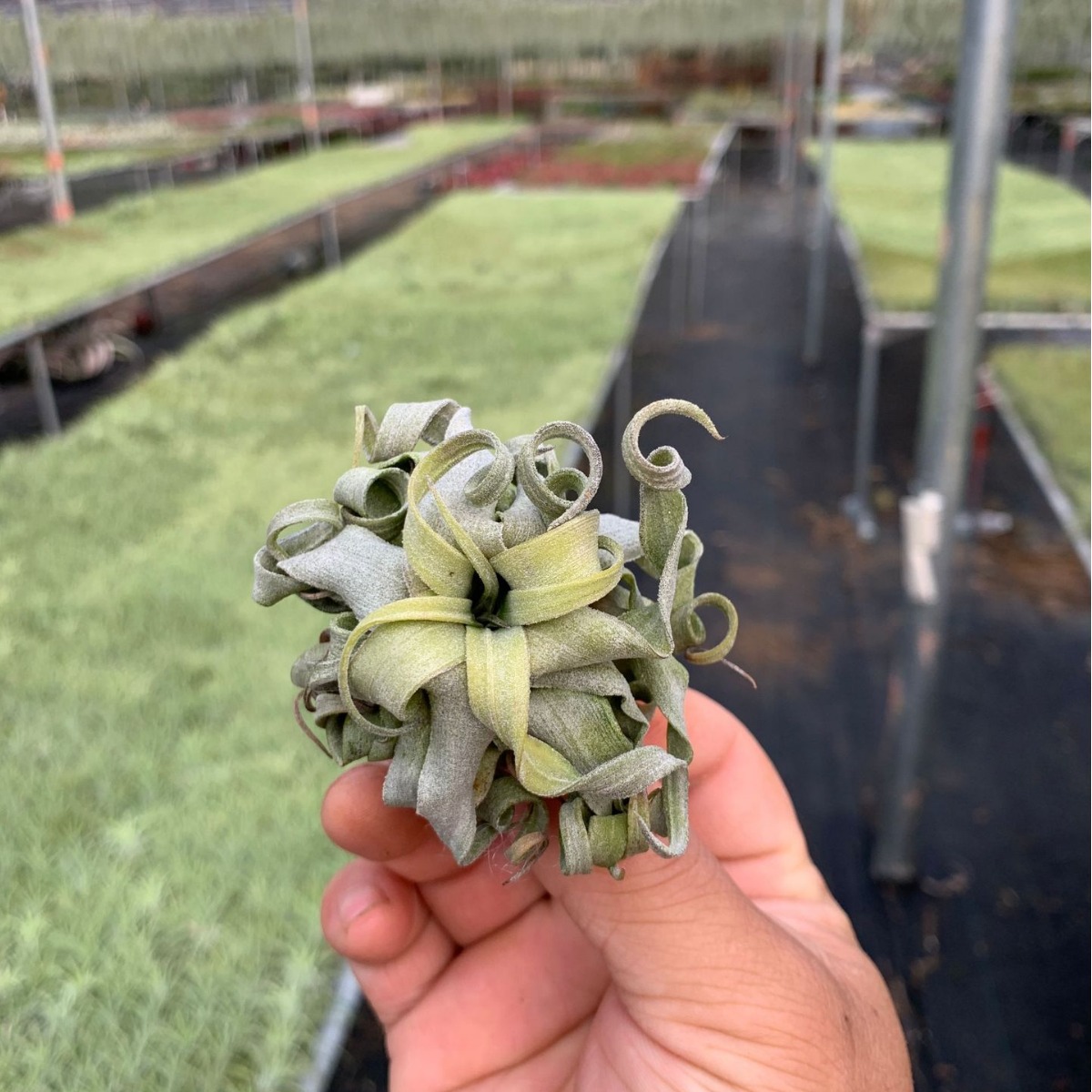 Air Pineapple Soilless Plant Mid-To-Classy Variety of Links Love Knot Card Orange Roll Puffer Fish Wanhuan Green Plant Wholesale