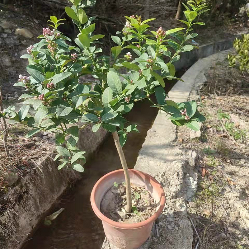 Dropshipping Tahitian Seedless Lemon Saplings, Green Plants, Potted Plants, Courtyard Green Lemon Saplings, Edible Plants
