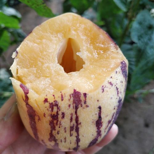 Gansu Desert Ginseng Fruit, Ripe Fruit, Long Fruit, Life Fruit 4.5kg / 2.5kg / 1.5kg Fresh Fruit, Ripe on the Tree