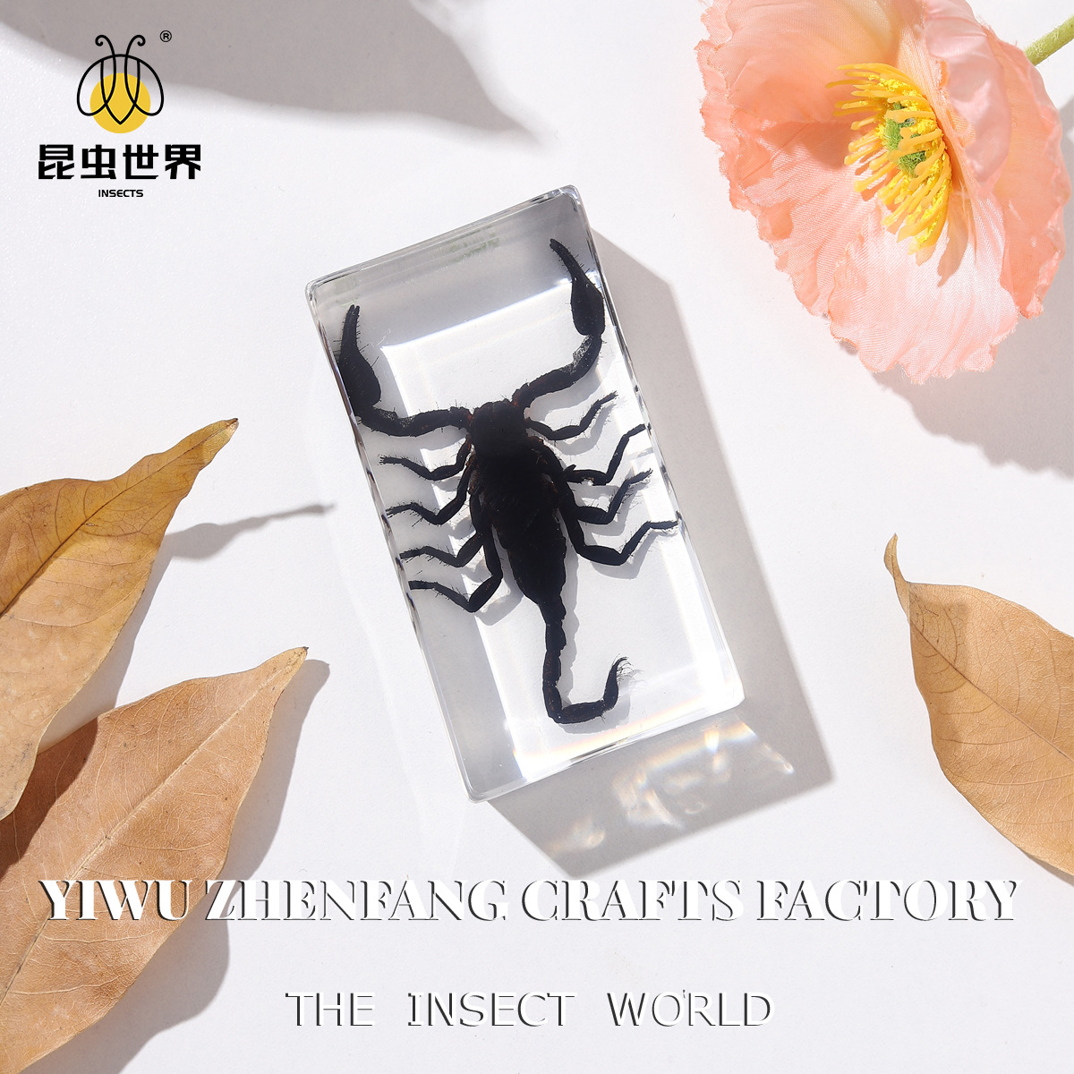 Zhenfang Handicraft Factory Factory Self-operated True Worm Specimens Shake Spelling Noodles List to Proofing Small Junior High School Education Science Popularization