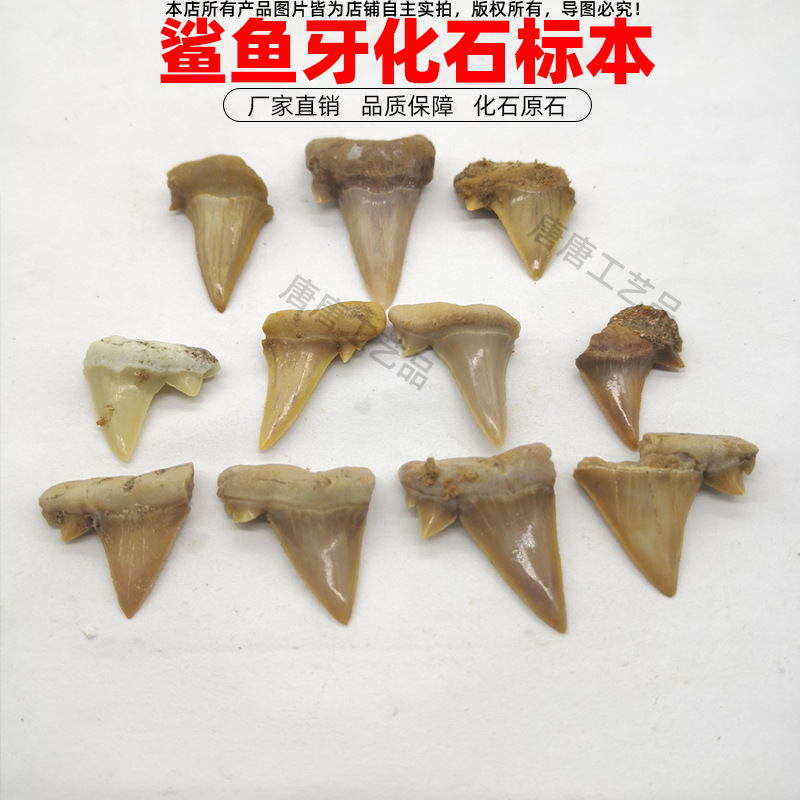 Природный Зуб Акулы Ископаемый День Рождения Морское Животное Зуб Экспонат Классические Декорации Длинные Зубы Подвеска