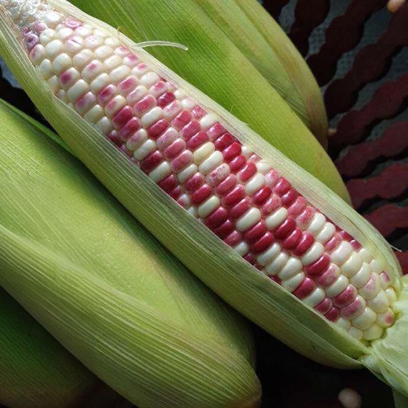 Sweet Glutinous Flower, Sweet Glutinous Corn Seeds, Glutinous Corn Seeds, Full Color, Glutinous Fragrance, High-Yielding Fruit, Super Sweet