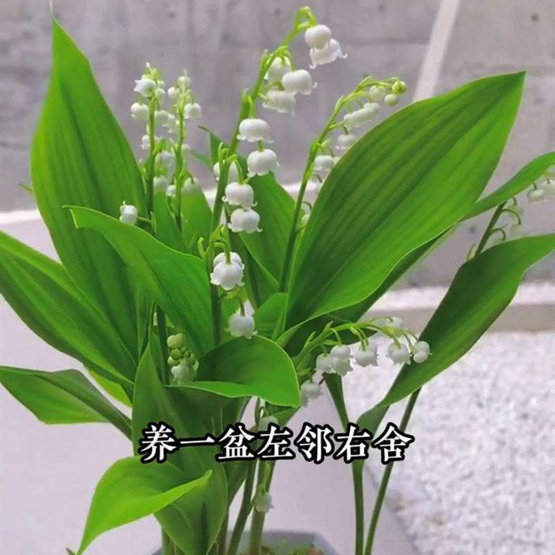 Lily of the Valley Seedlings with Buds Bloom Continuously in All Seasons. Lily of the Valley Bulbs Have Strong Fragrance and Are Perennial Balcony Flower Pots