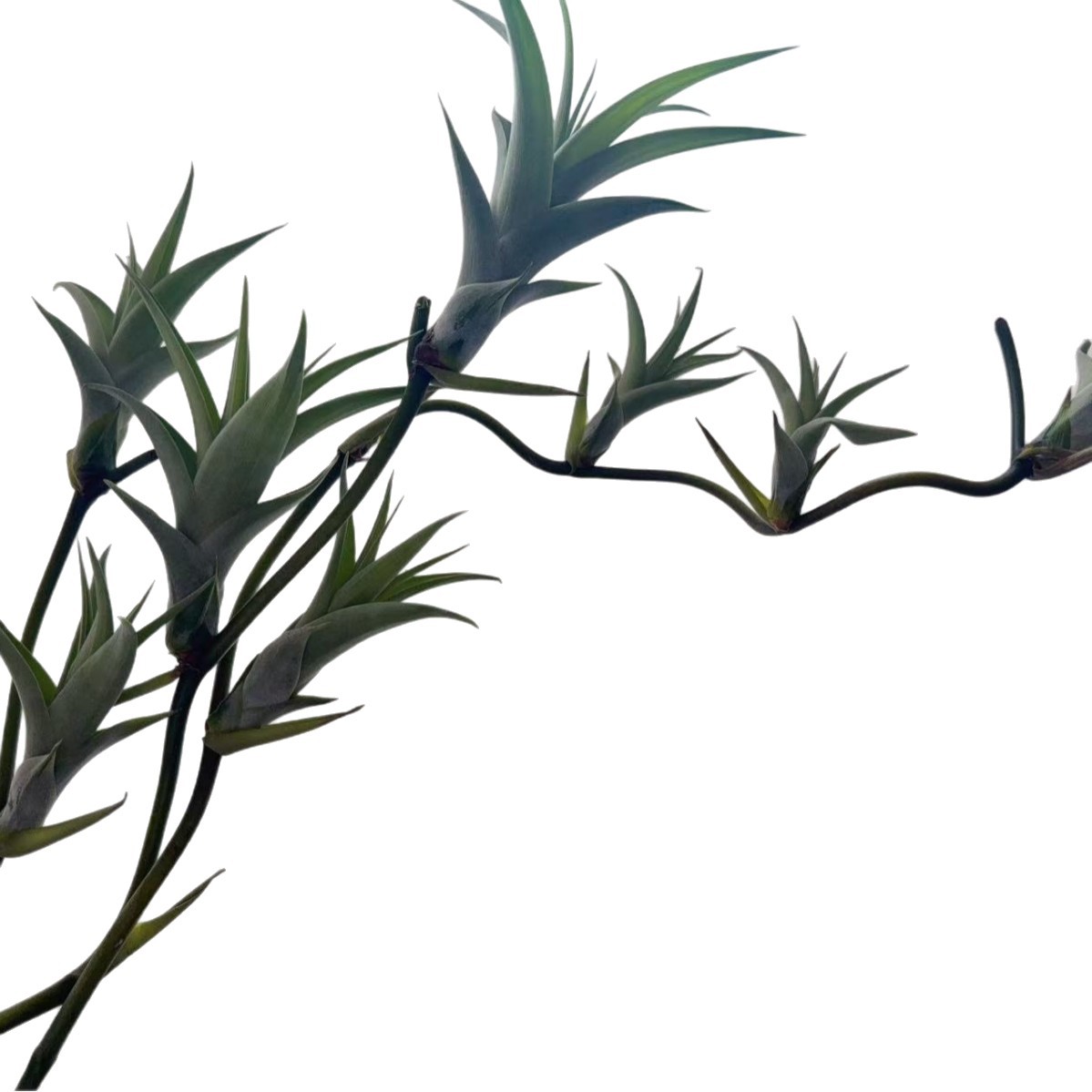 Factory Direct Supply Base Delivery Air Pineapple Soilless Plant Wooden Handle Whirlwind Flower Arrangement Flower Arrangement Landscaping Wholesale