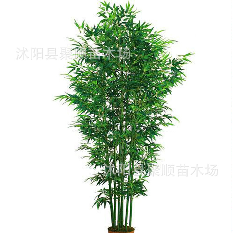 Bamboo Seedlings, Garden Plants, Purple Bamboo, Gold Inlaid Jade, Luohan Bamboo, Northern Cold-Resistant, Evergreen, Large-Scale Ground-Planted Green Bamboo Seedlings