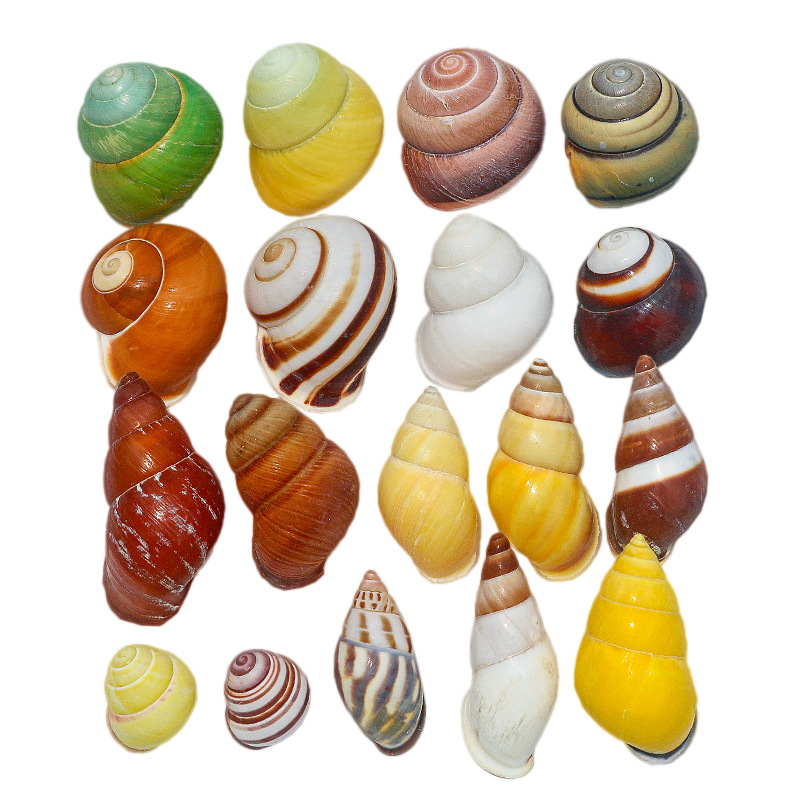 Wholesale conch shell fish tank landscaping all kinds of hermit crab shellfish replacement shell aquarium decorative ornaments snail shell