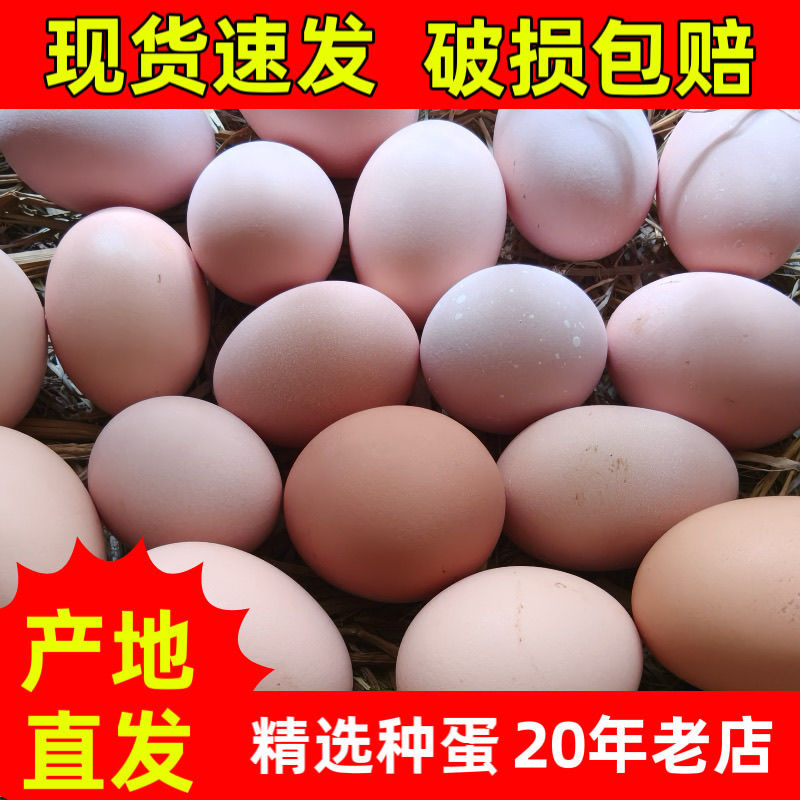 Оплодотворенные яйца курицы с белыми перьями и черными костями из Чжэцзян, инкубация чистопородных первых поколений высококачественных яиц