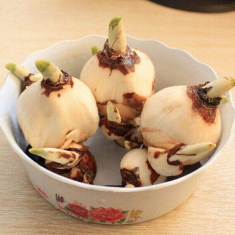 Narcissus Bulbs Hydroponic Potted Single-Petaled Double-Petaled Green Plants Narcissus Bulbs Soil Culture Hydroponic Flowering Narcissus of the Year