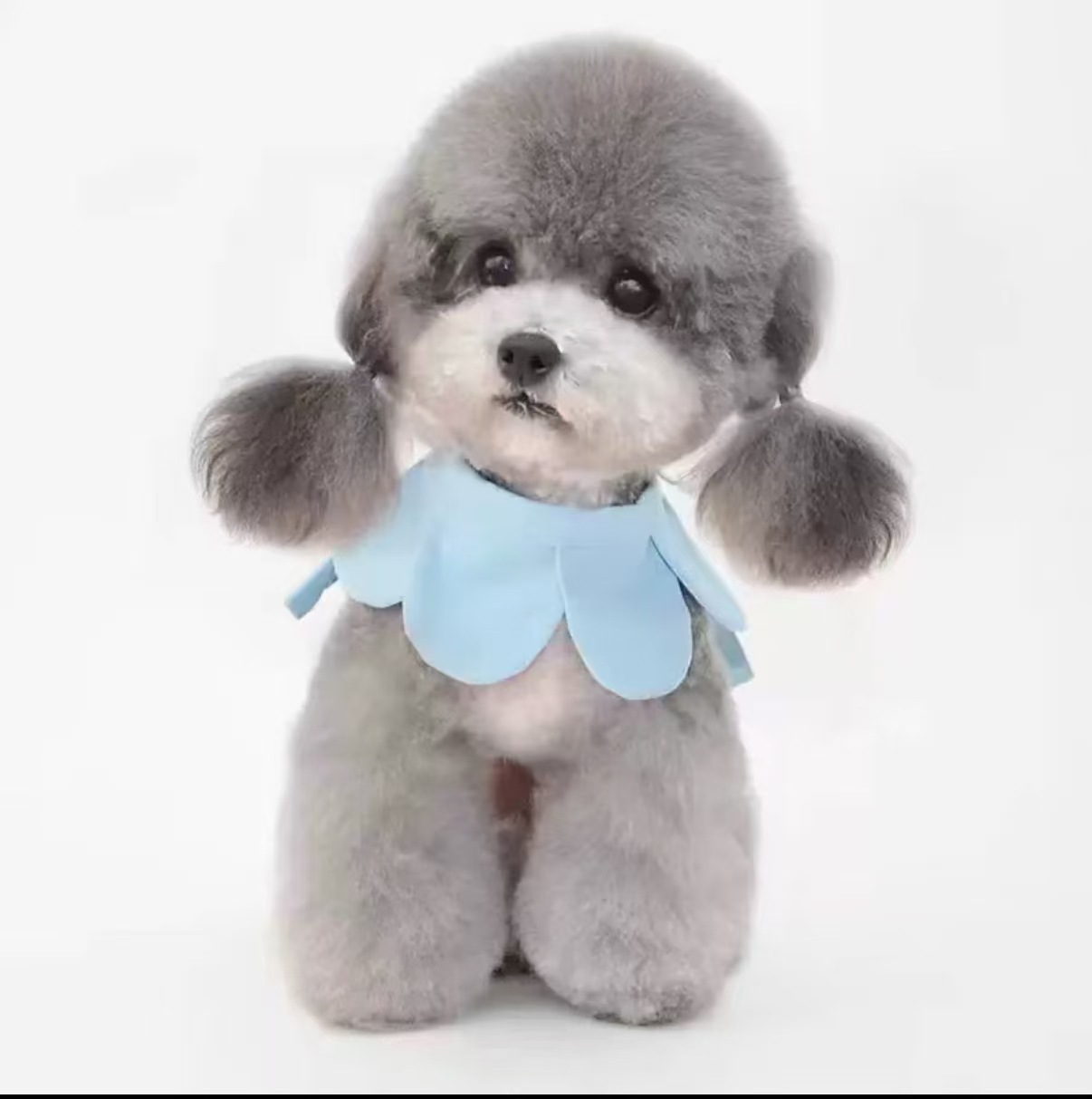 Directly from the Kennel, Live Teacup Dogs, Purebred Teddy Dogs, Home-Bred Dogs, Poodle Puppies, Small Dogs