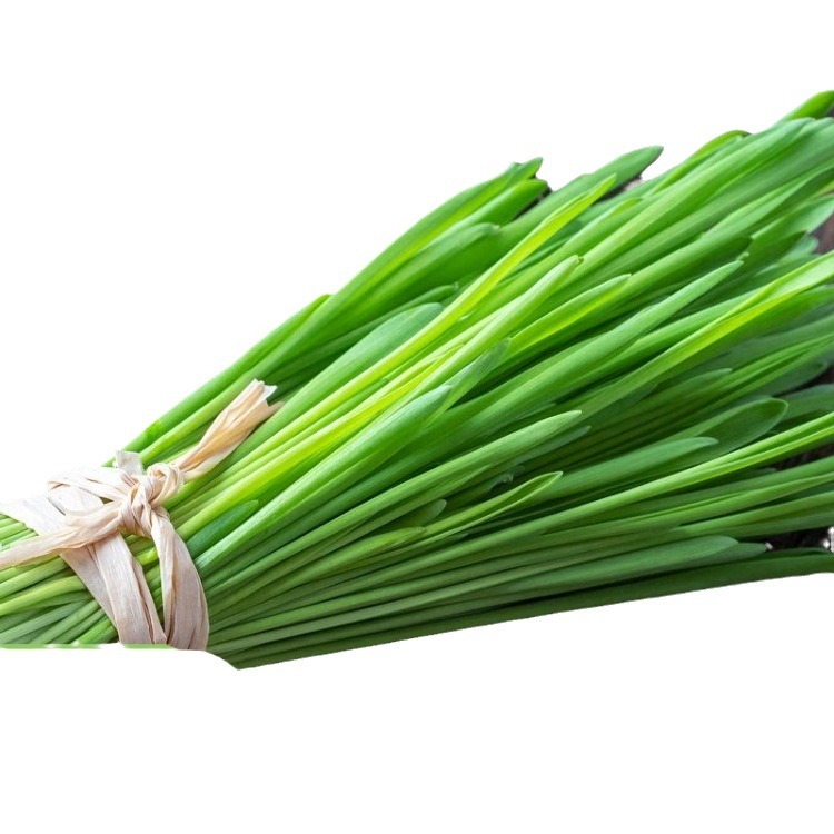 Wholesale Cat Grass, Barley Grass Seeds, Hydroponic Pasture Seeds, Barley Grass, Rice, Wheat, Wheat, Bare Wheat Lawn, New in the Same Year