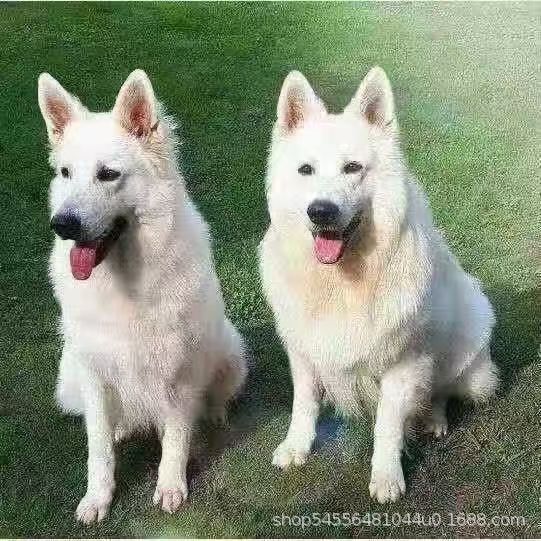 Purebred Swiss Shepherd Puppy Living Dog Pure White German Shepherd Guard Dog Working Dog Military Police Dog Pet Dog