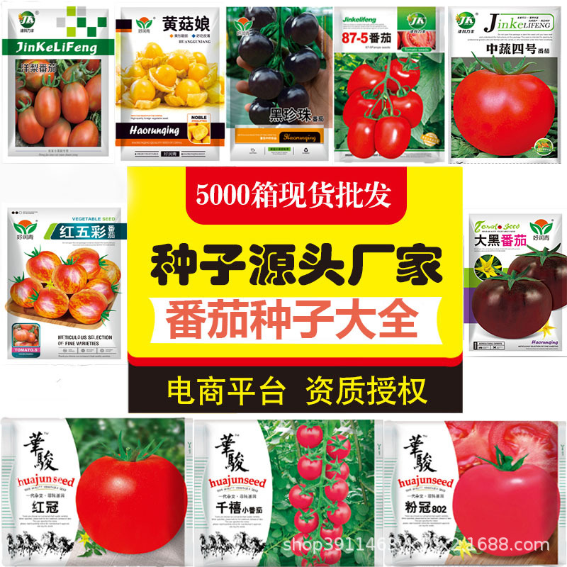 Complete List of Tomato Seeds, Pink Sand Flesh, Red, Yellow and Black Tomato Seeds, Cherry Tomatoes, Four-Season Potted Seeds