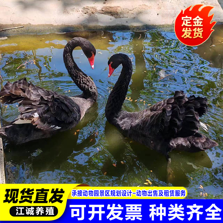 Black Swan Live Adult Rental Male Swan Female Swan Pair Park Scenic Spot Viewing Package Live Rental Price