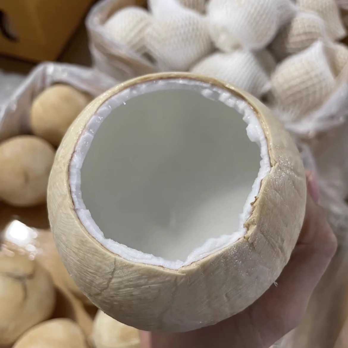 [Sf Express] Thai Milk Coconut Fresh 6-Pack Young Coconut Seasonal for Chicken Soup Old Coconut Flesh 300-400g