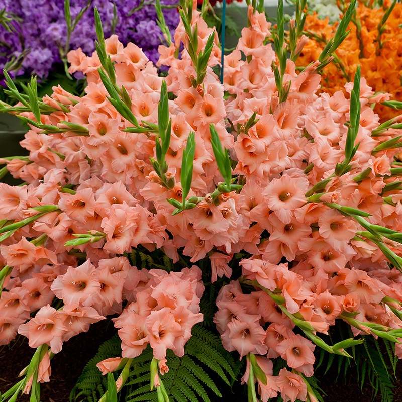 Луковицы гладиолусов, многолетние цветы, горшечные растения для внутреннего и уличного озеленения, легко растущие цветы в любое время года