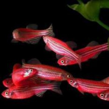 Ornamental Fish Zebrafish Red Zebrafish Candy Zebrafish Golden Zebrafish Purple Gold Zebra Small Fish Live Package