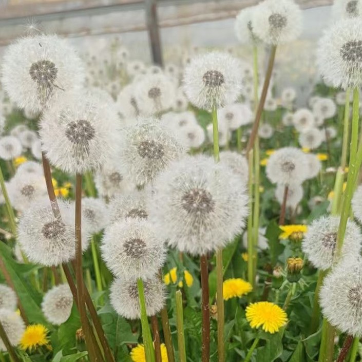 Preserved Flower Dandelion Dried Flower Handmade DIY Flower Box Glass Cover Decorative Flower Material Kit Resin Preserved Flower