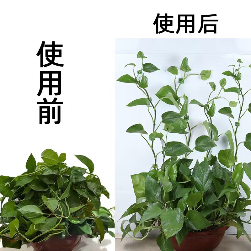 ✅ Green Radish Holder, Vine and Green Plant Household, Traceless, Nail-Free, Climbing up the Wall, Beautiful Storage, Self-Adhesive Hook Management