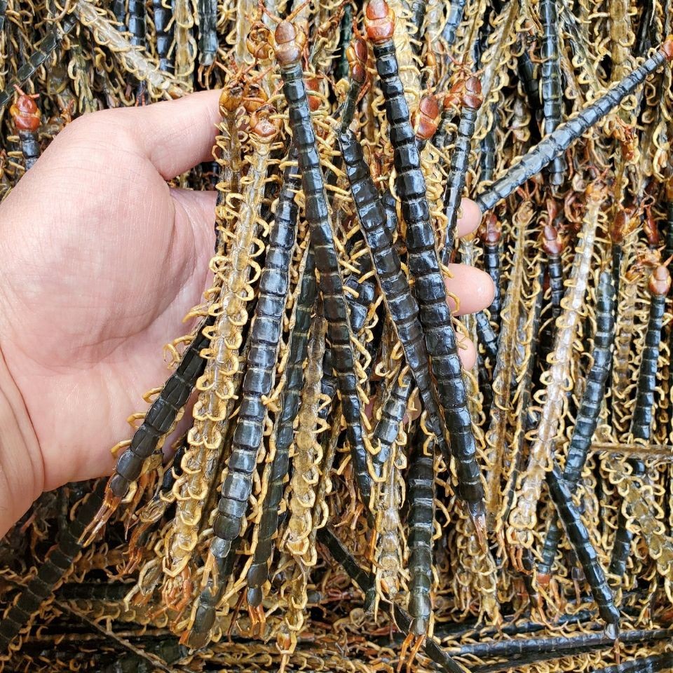 Henan Hubei Centipede Dried Centipede Red-Headed Centipede Various Specifications Centipede 10cm 15cm 18cm Zi