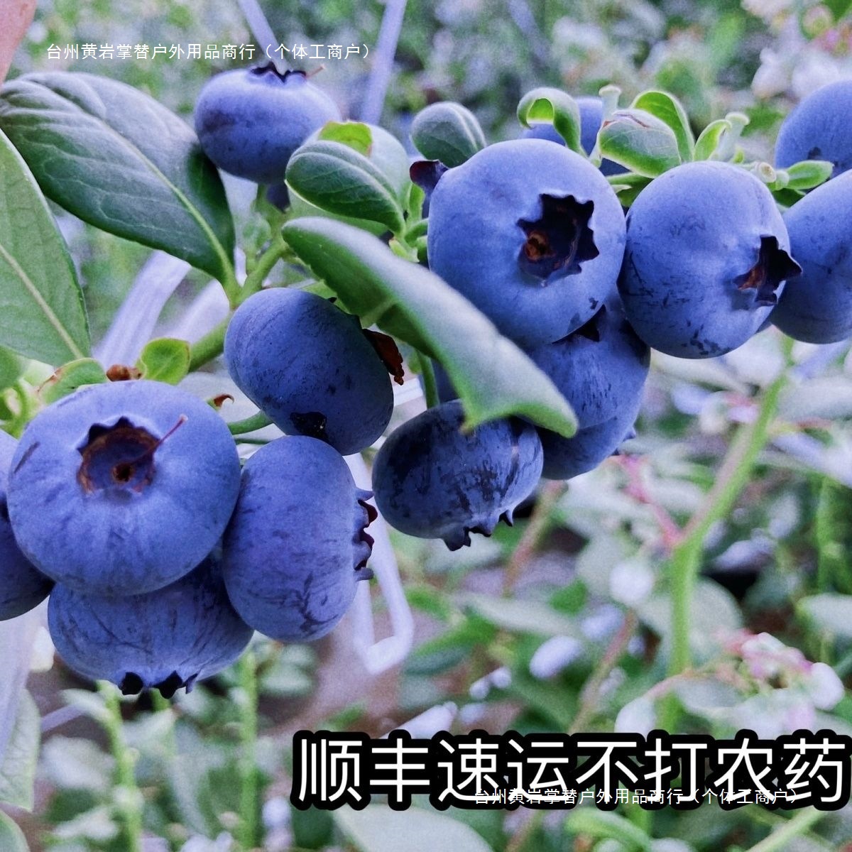 Free Shipping Floral Blueberry Yunnan Blueberry Delicious Large Fruit Crispy Fruit Pregnant Women Seasonal Blueberry Fresh Direct Delivery Others