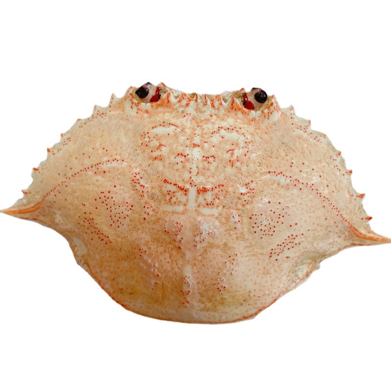 Minimum Order of 100 Pieces Flat Crab Empty Shell Japanese Restaurant Hotel Hairy Crab Cover Crab Shell Cheese Crab Treasure Shell Dried Crab Shell