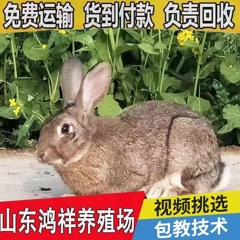 Оптовая продажа живых бельгийских кроликов, мясных кроликов, специальная цена