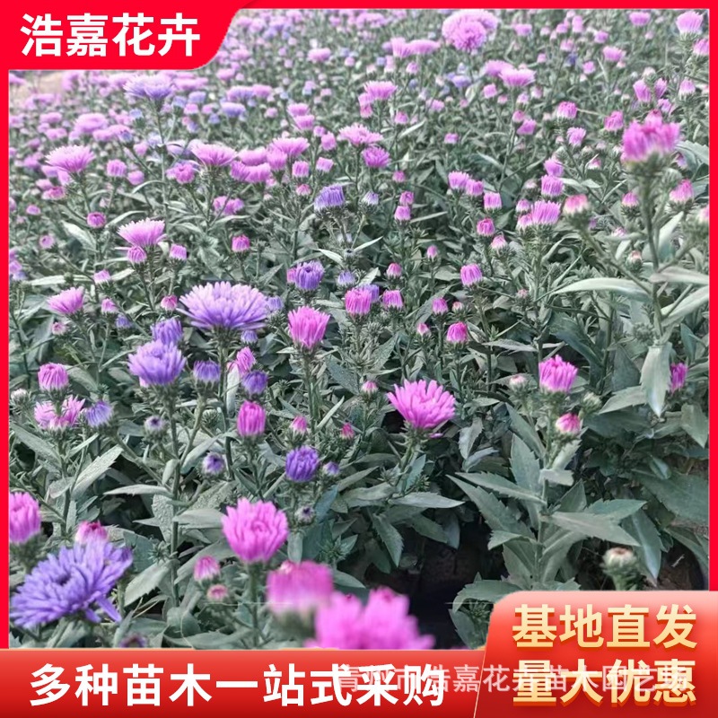 Фиолетовая датская астера, красный цветок, горшечный сад, озеленение парка, различные саженцы хризантем