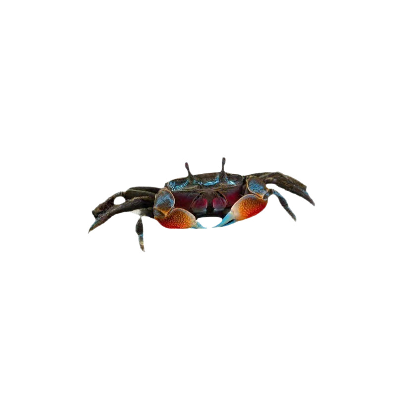Mini Chili Crab Pet Small Crab Ornamental Crab Hand Crab Freshwater Crab Mini Crab Live *
