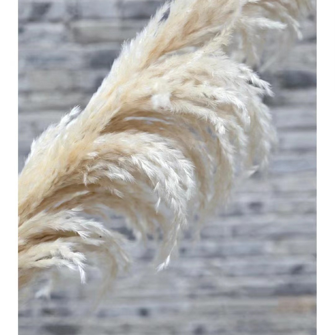 Dried Reed Dried Flowers Gray Hair Large Reed Dried Reed Wedding Decoration Nordic Wind Size Reed Dried Flowers Factory Wholesale