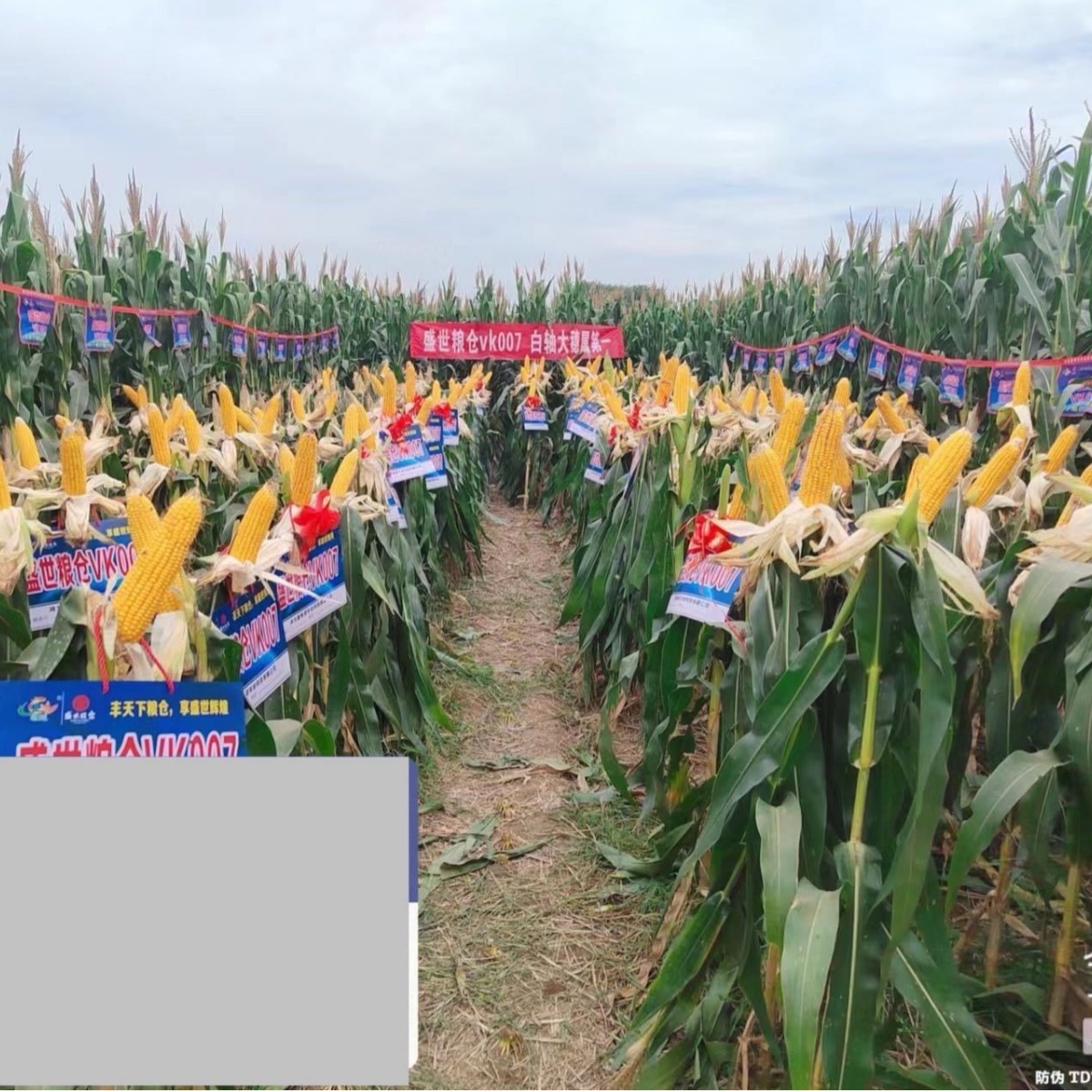 Wholesale Hybrid Corn Seeds Shengshi Granary Vk007 2023 Approved White Shaft Hybrid Corn Seeds