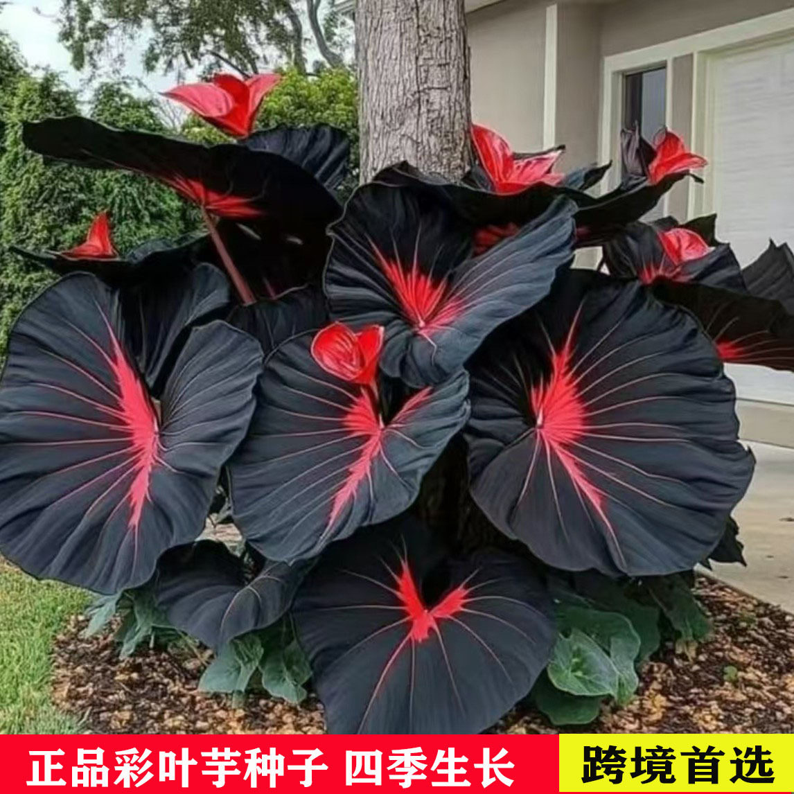[Поставка для электронной коммерции] Цветные семена таро, смешанные цветные семена каладия, крупнолистные семена таро для двора, семена цветущих растений на все сезоны