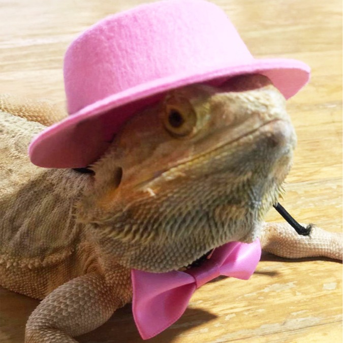 Lizard Top Hat Traction Rope Valentine's Day Set Climbing Pet Going Out Leather Wings Traction with Walking Lizard Rope