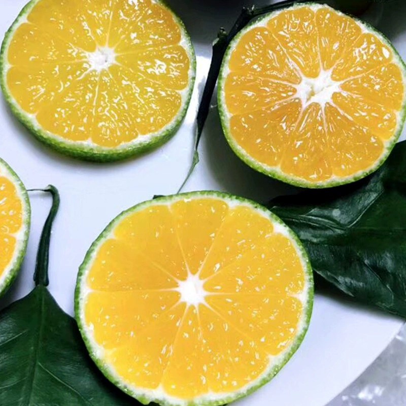 【New Fruit】Hubei Seedless Honey Tangerines Wholesale 1.5kg Fresh Sweet and Sour Green-Skinned Tangerines Seasonal Fruit