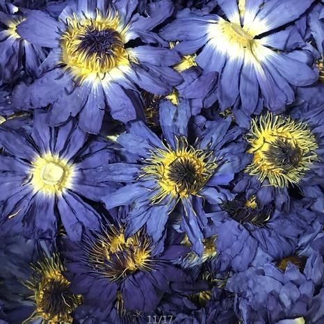 2025 Dried Blue Lotus, Dried Water Lily, Nine-Grade Perfume Lotus Blue Dried Flower, Freeze-Dried Blue Lotus