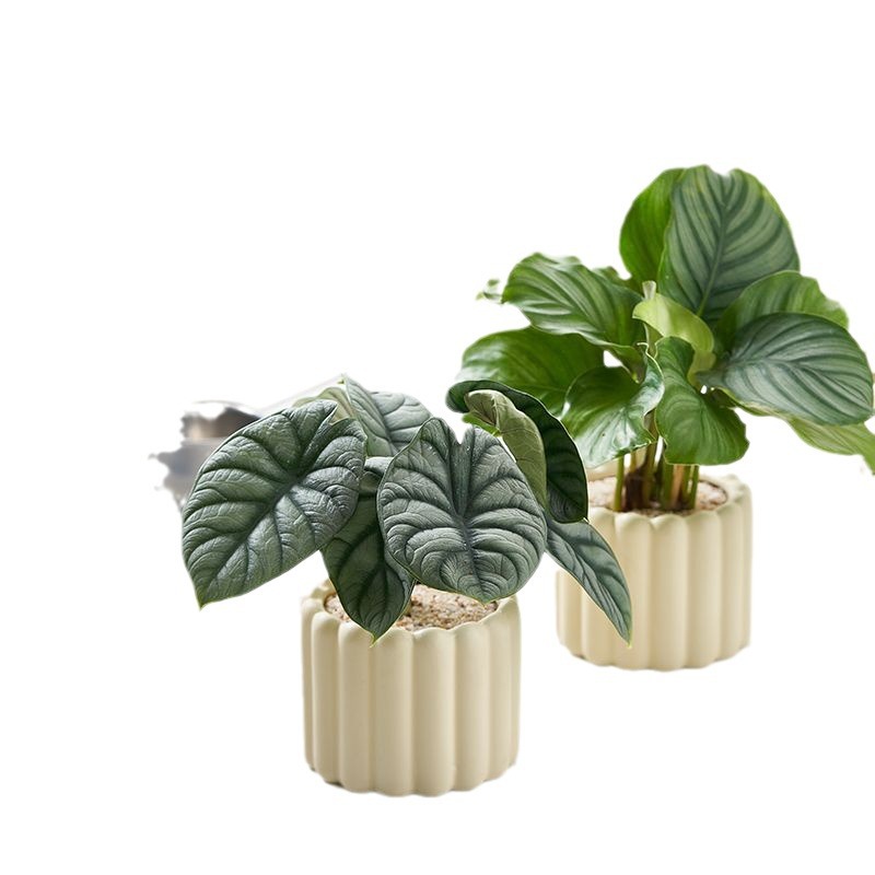 Office Desktop Indoor Green Plants Small Potted Cream Style Ornaments Indoor Formaldehyde Removal Air Purification Universal for All Seasons