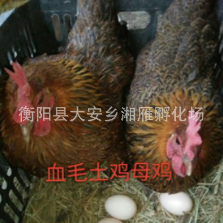 For Sale: Blood-Feathered Native Chicken Chicks, Red-Feathered Native Chicken Chicks, Hemp-Feathered Green-Footed Hen Chicks, Egg-Laying Red Rooster Chicks, Hatching Chicks