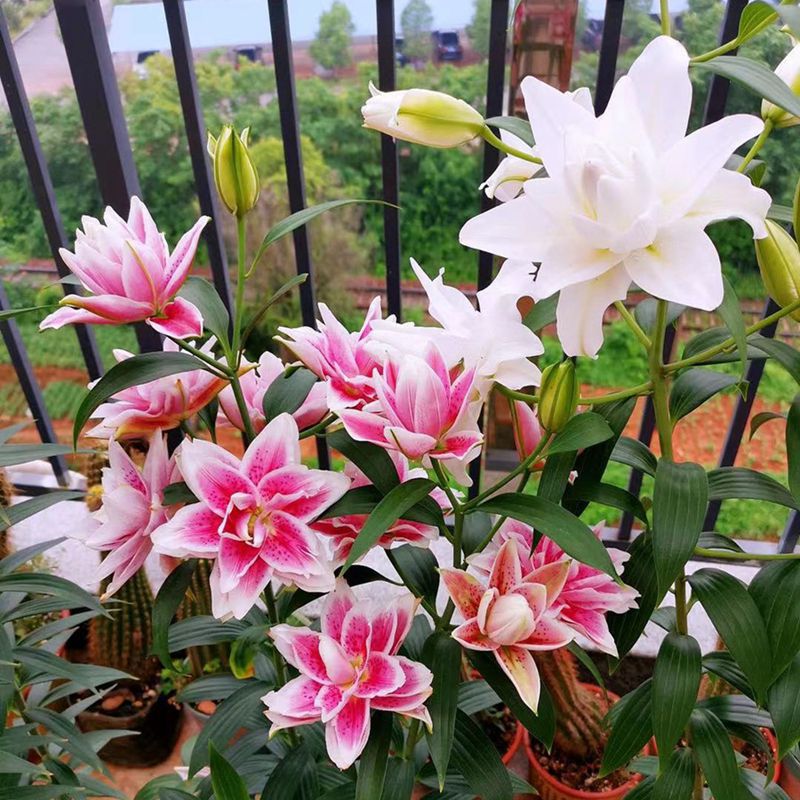 Lily Bulbs Bloom in All Seasons, Indoor and Outdoor Flower Pots, Perfume Lily Seeds, Easy to Grow and Live, Double-Petaled Flowers