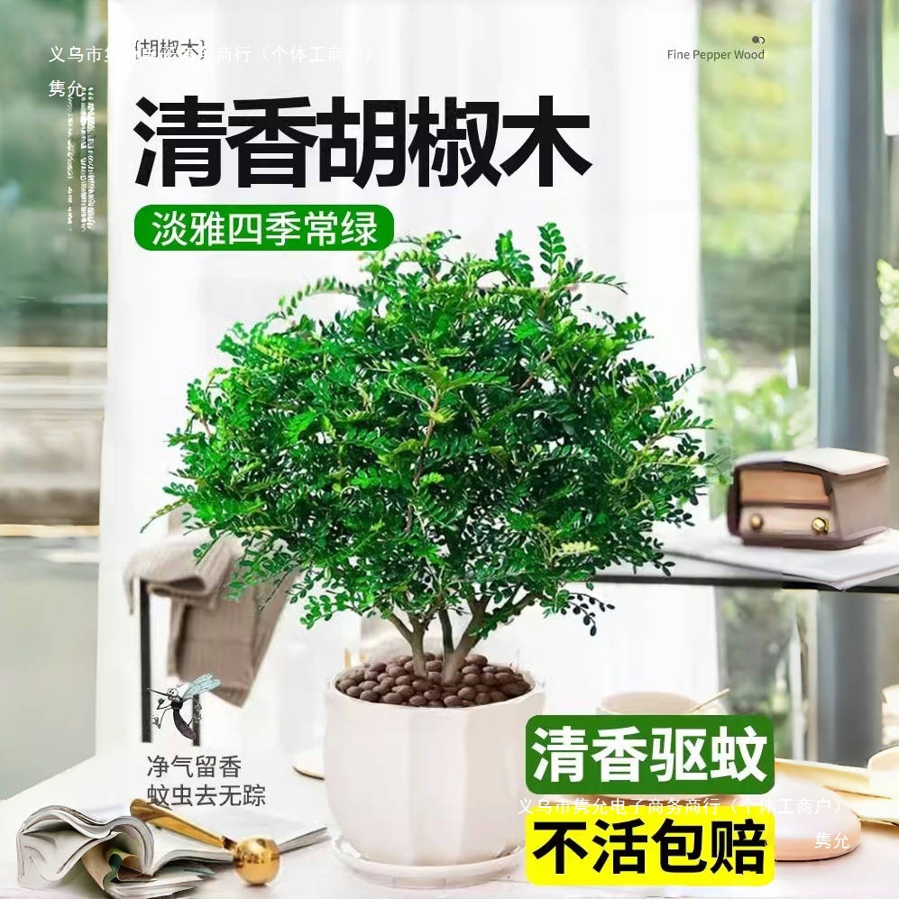 Fragrant Pepperwood Potted Florals Indoor and Outdoor Mosquito Repellent Plants Saplings Old Pile Bonsai Jili Fragrant Green Plants