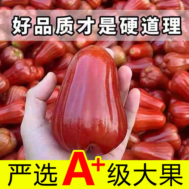 Sf Black Diamond Lotus Mist Fresh Tropical Fruit Whole Box Seasonal Extra Large Fairy Fruit Crispy Sweet Mist Lotus Pregnant Women Gift Box