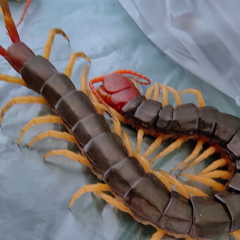 Arowana Live Food Hair Color Centipede Live Insect Fish Food Fighting Chicken Thrush Bird Feed Fresh Centipede Real Insect