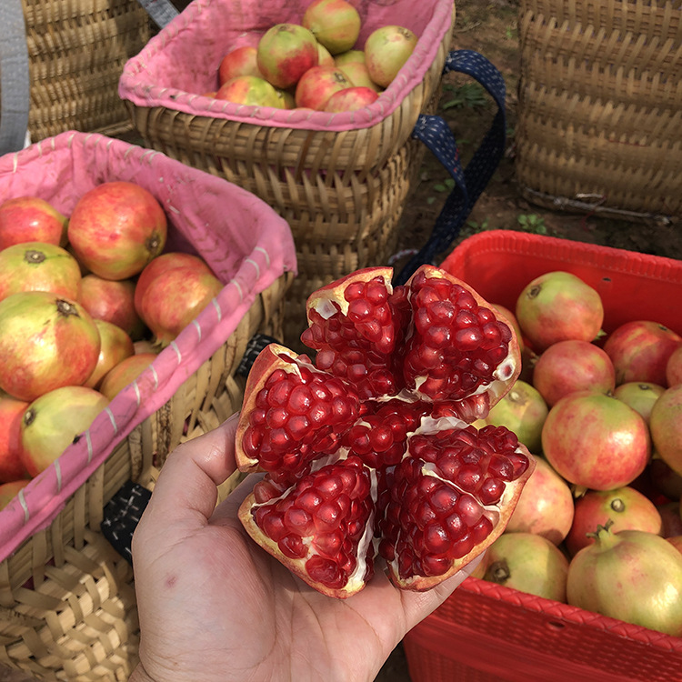 Origin and Supply Sichuan Huili Tunisian Soft Seed Pomegranate 2.5kg Gift Box Fresh Sweet Pomegranate Fruit Wholesale Agent