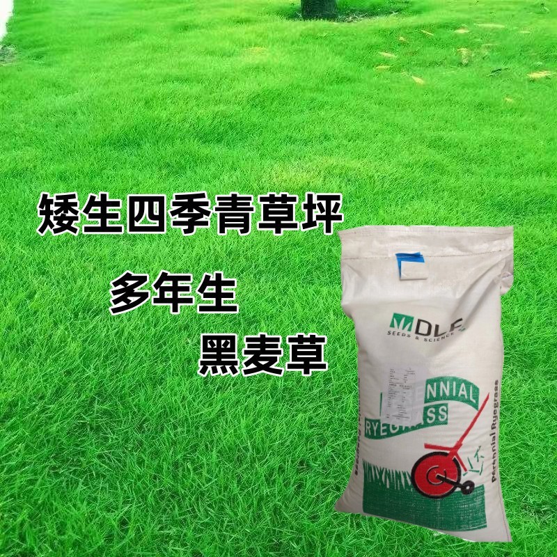 Оптовая продажа многолетних семян райграса синей метки, вечнозелёные, холодостойкие и засухоустойчивые семена для озеленения и защиты склона на все сезоны