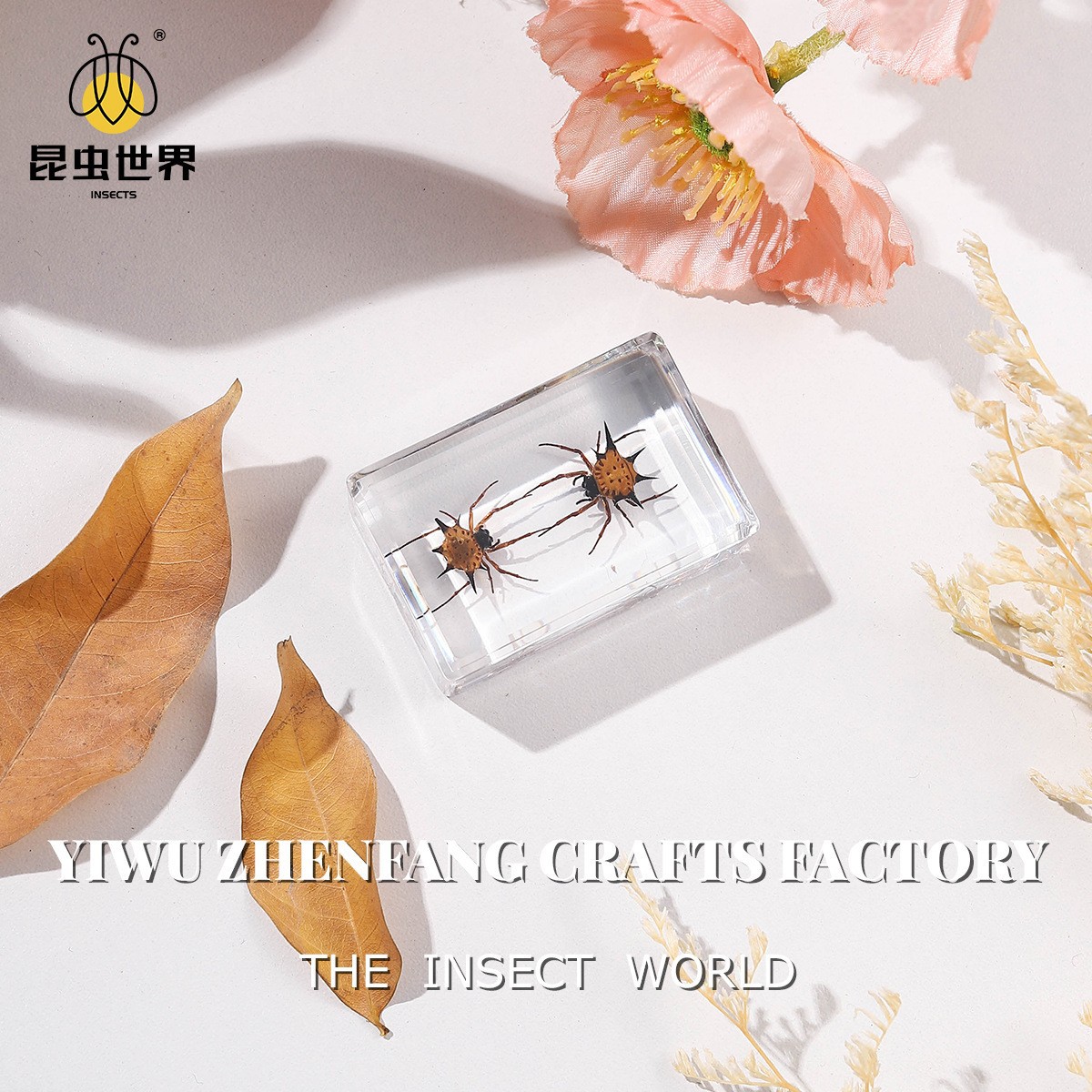 Zhenfang Crafts Factory Manufacturers and Sells Real Insect Specimens, Wholesale Teaching Models, Handmade Blind Boxes