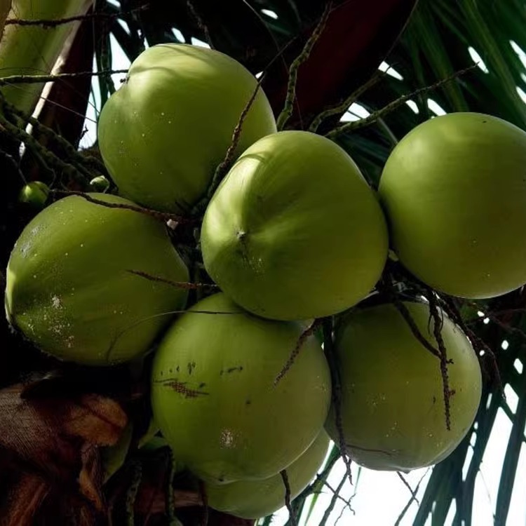 Hainan Large Green Coconut with Skin, Eight Pieces for Pregnant Women, Freshly Picked Green Coconut, Free Shipping, Fresh Coconut Milk Jelly Coconut Treasure